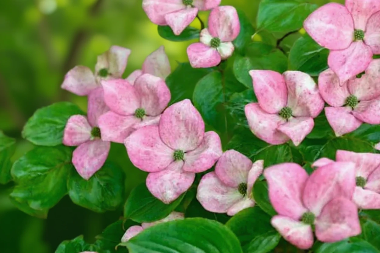 Дерен коуза Місс Сатомі / Cornus kousa Miss Satomi
