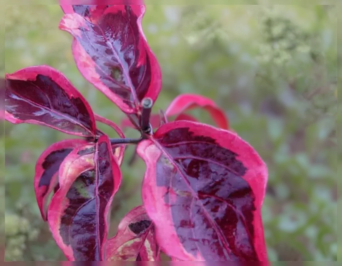 Дерен коуза Саммер Голд