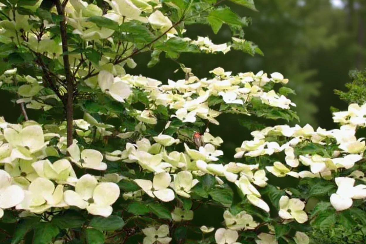 Дерен Коуза Венус