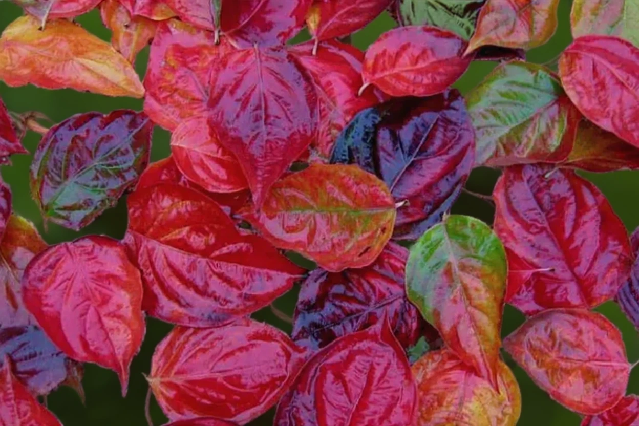 Дерен Коуза Венус