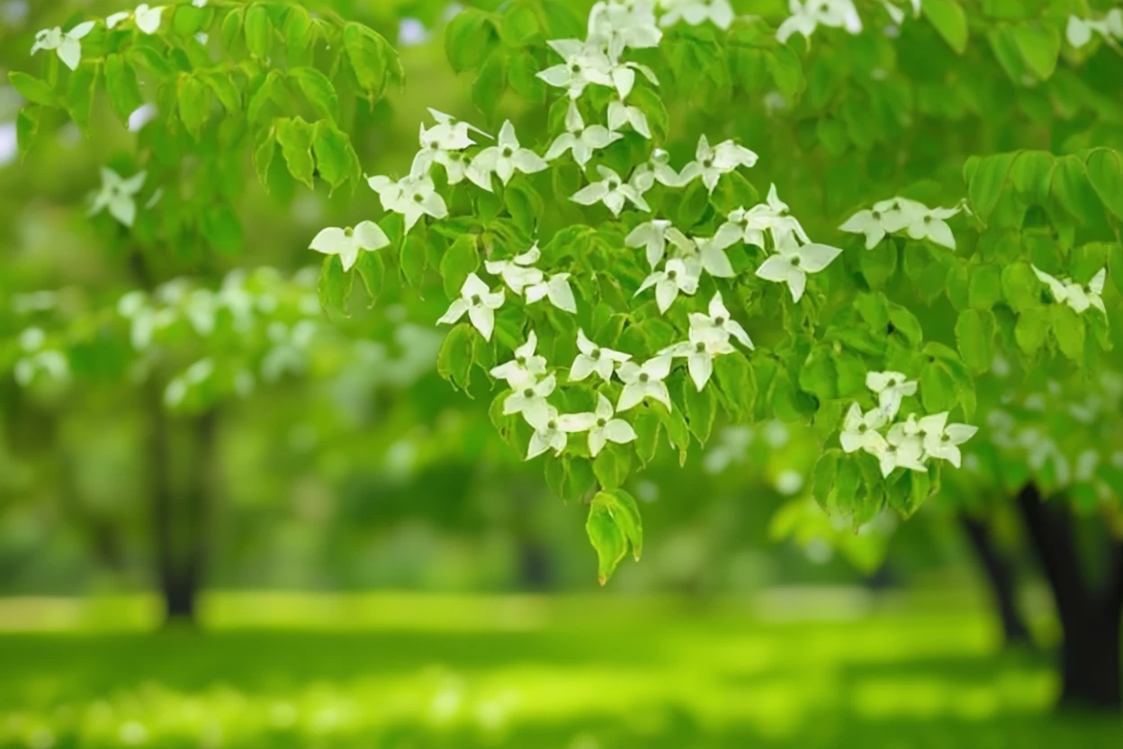 Дерен коуза / Cornus kousa