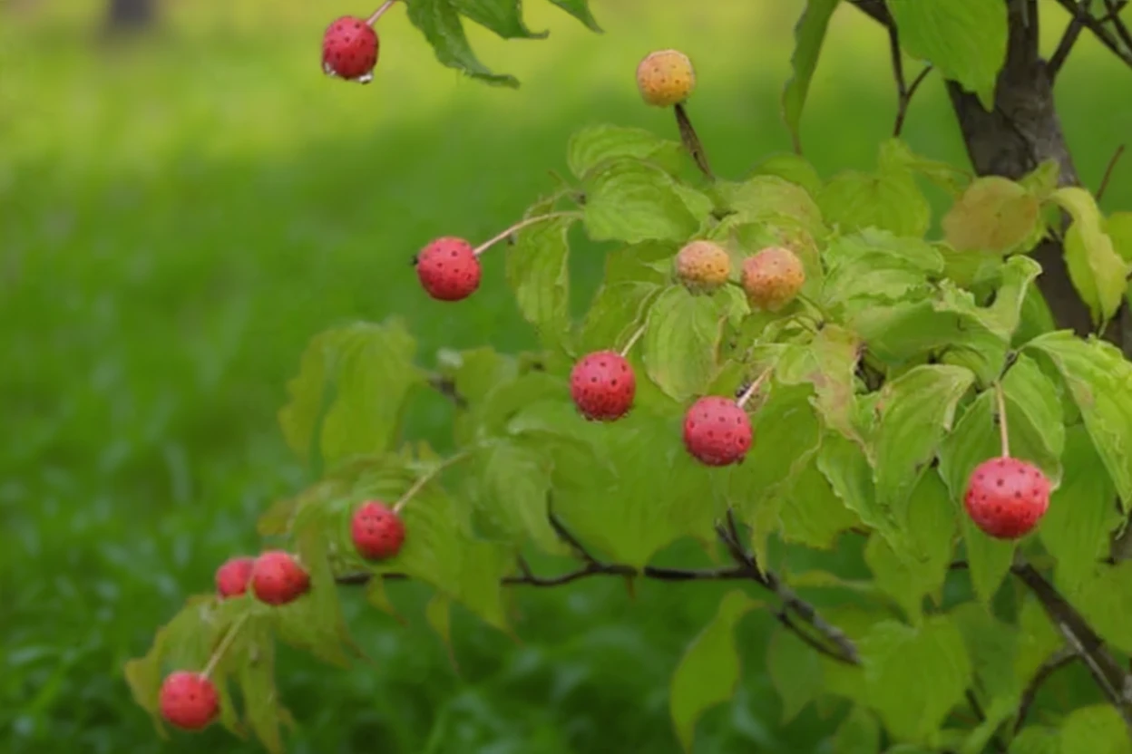Дерен коуза