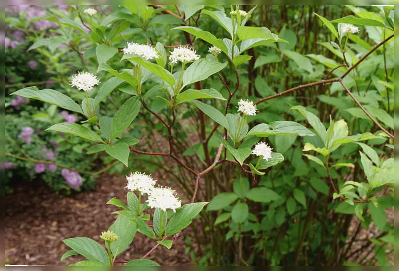 Дерен криваво-червоний Арктик Фаєр Ред