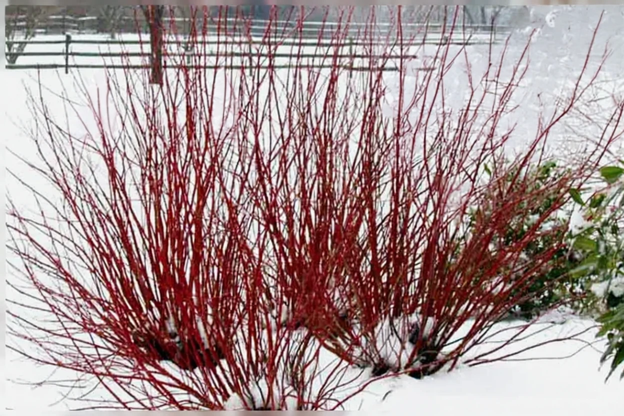 Дерен криваво-червоний Арктик Фаєр Ред