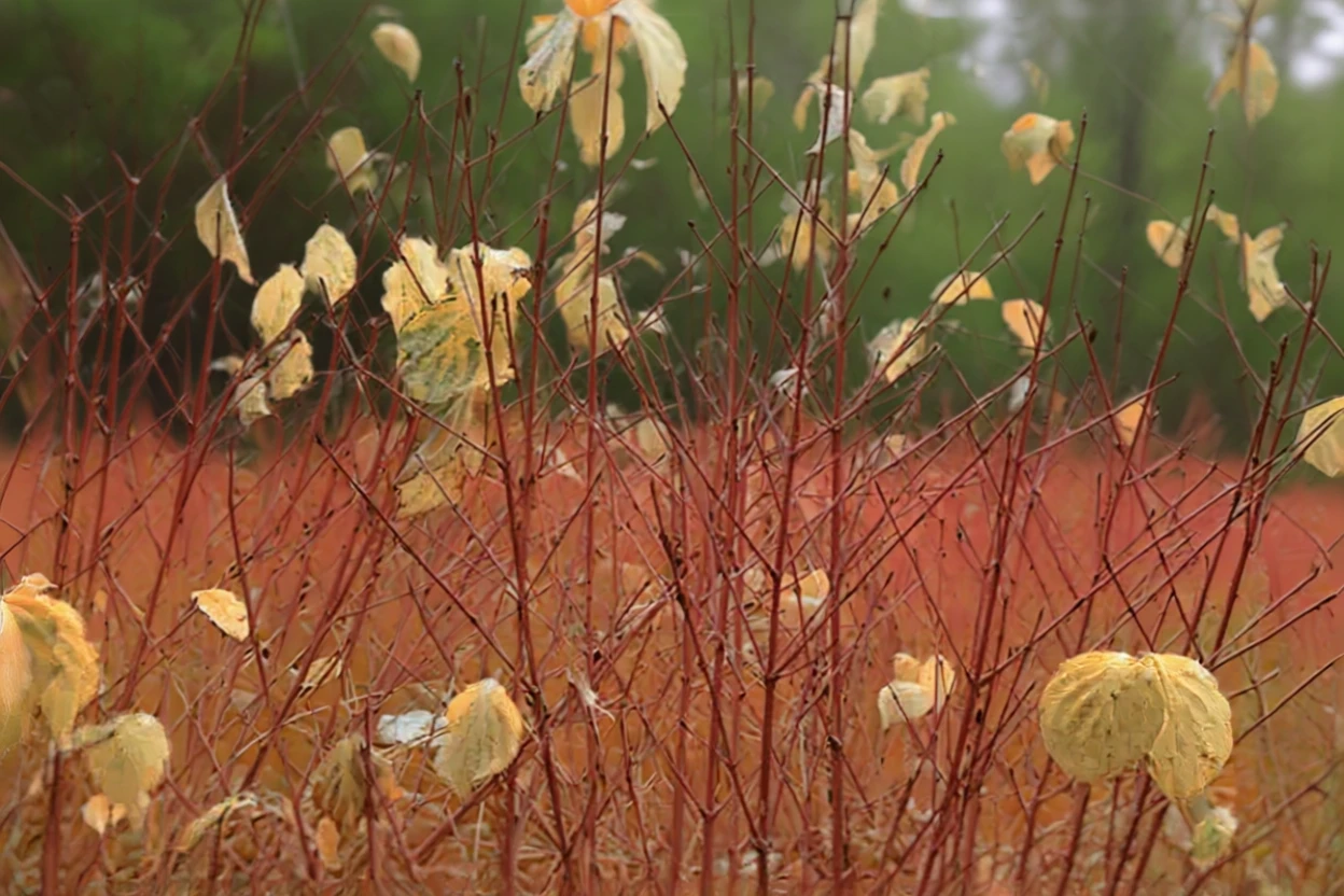 Дерен криваво-червоний Енніс Вінтер Орандж / Cornus sanguinea Anny’s Winter Orange