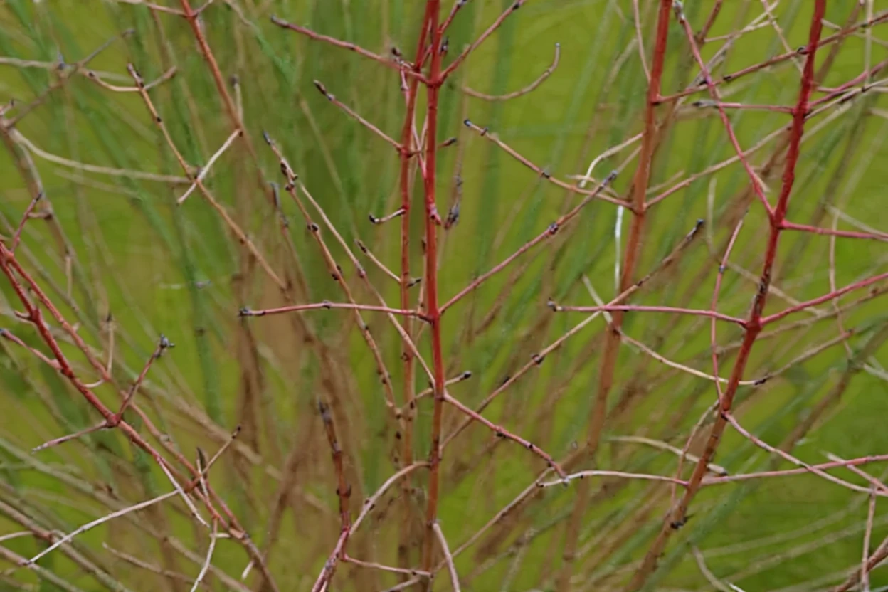 Дерен криваво-червоний Мідвінтер Фаєр / Cornus sanguinea Midwinter Fire