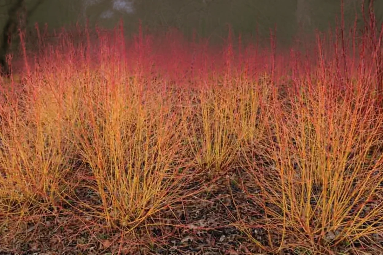 Дерен криваво-червоний Мідвінтер Фаєр