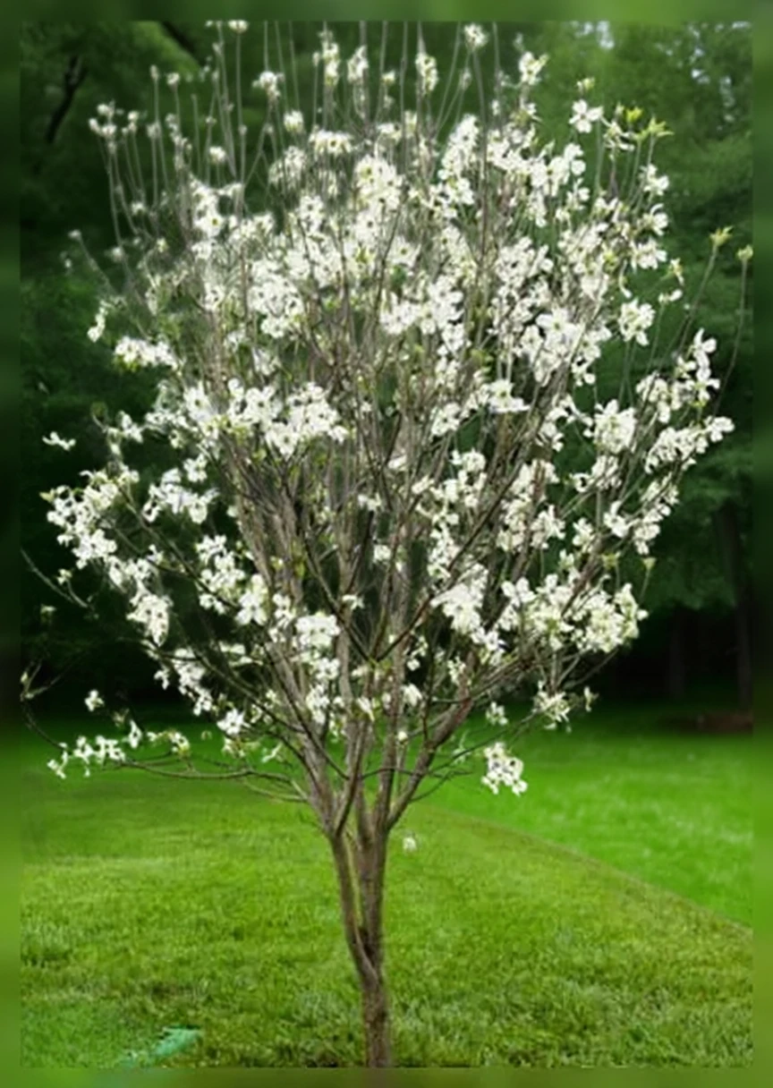 Еппалачіан Спрінг дерен квітучий / Cornus florida appalachian spring
