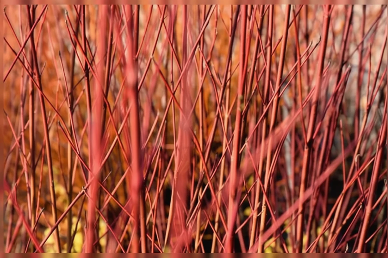 Дерен пагоносний Кардинал / Cornus sericea Cardinal