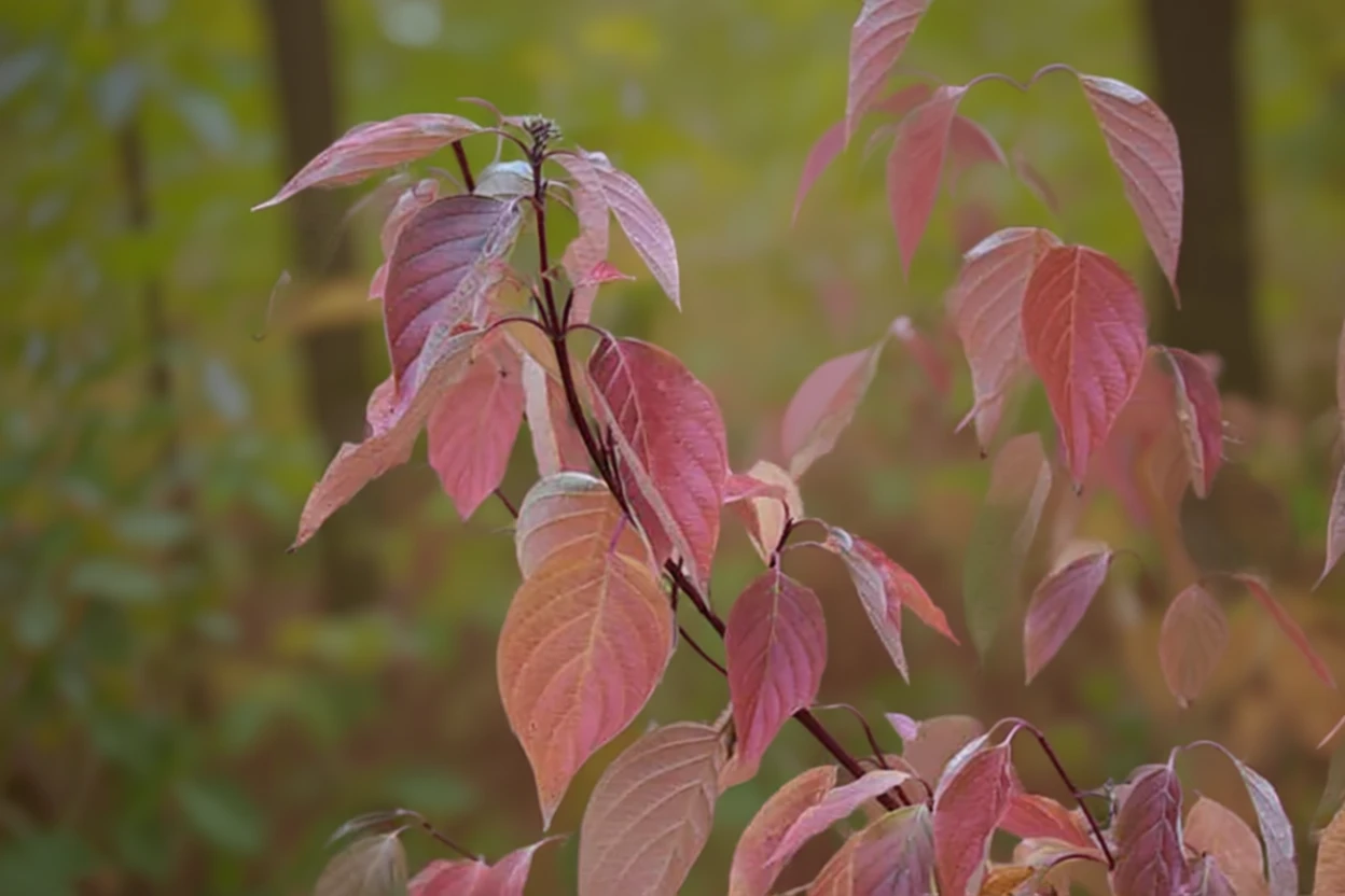 Дерен пагоносний Кардинал