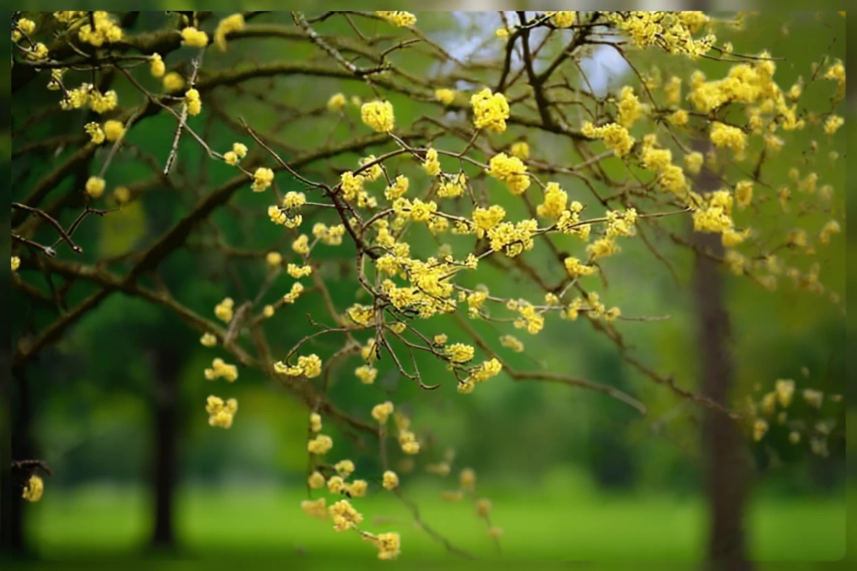 Дерен справжній / Cornus mas