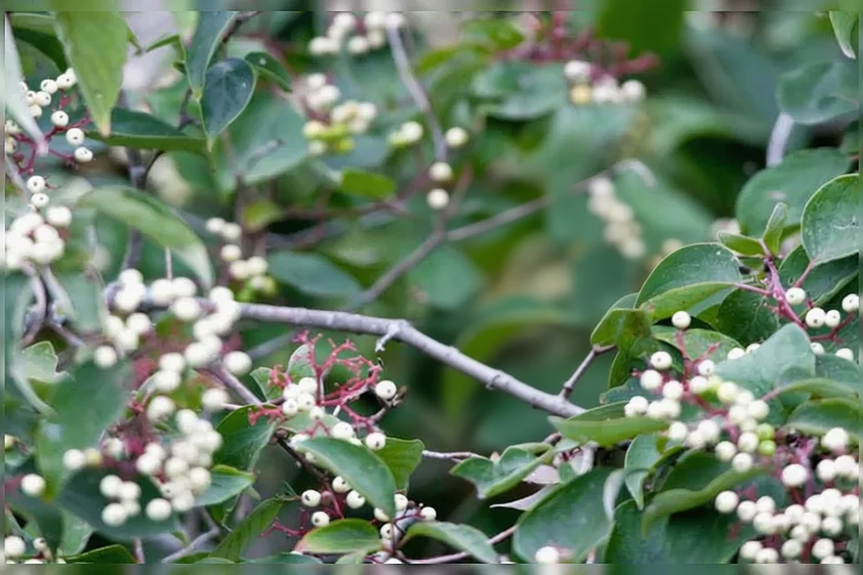 Дерен сизий / Cornus racemosa