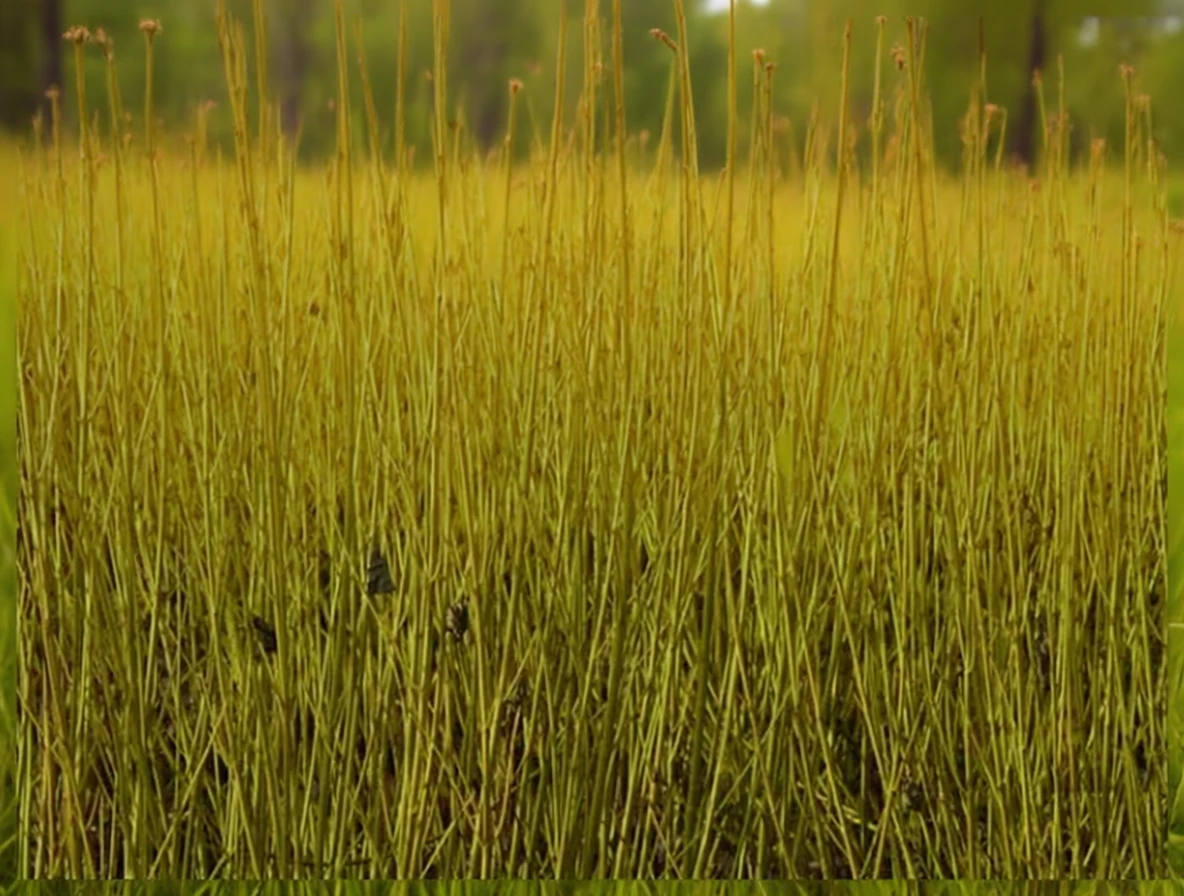 Дерен жовтий Флавірамеа / Cornus sericea Flaviramea