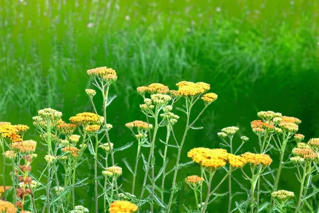 Деревій Дезерт Ів Йеллоу