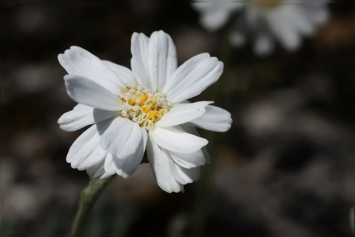 Деревій грецький / Achillea ageratifolia