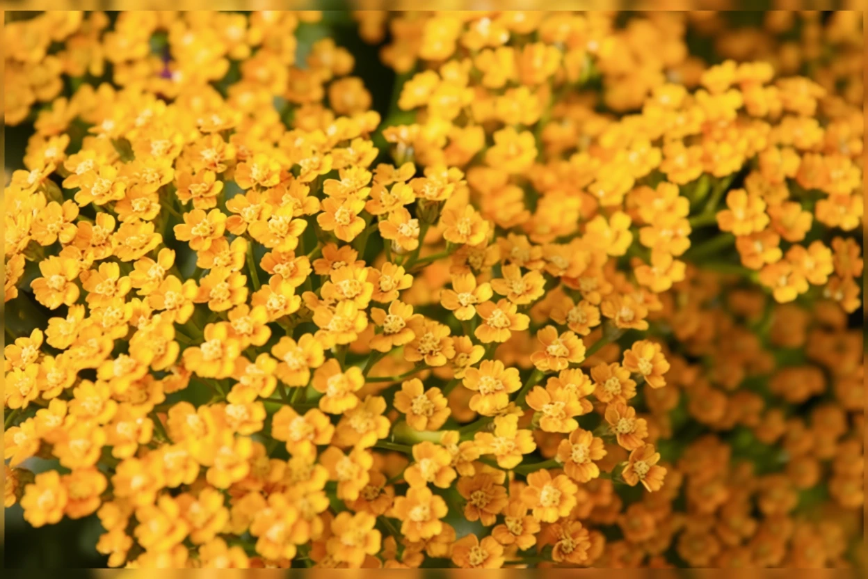 Деревій Інка Голд / Achillea Inca Gold