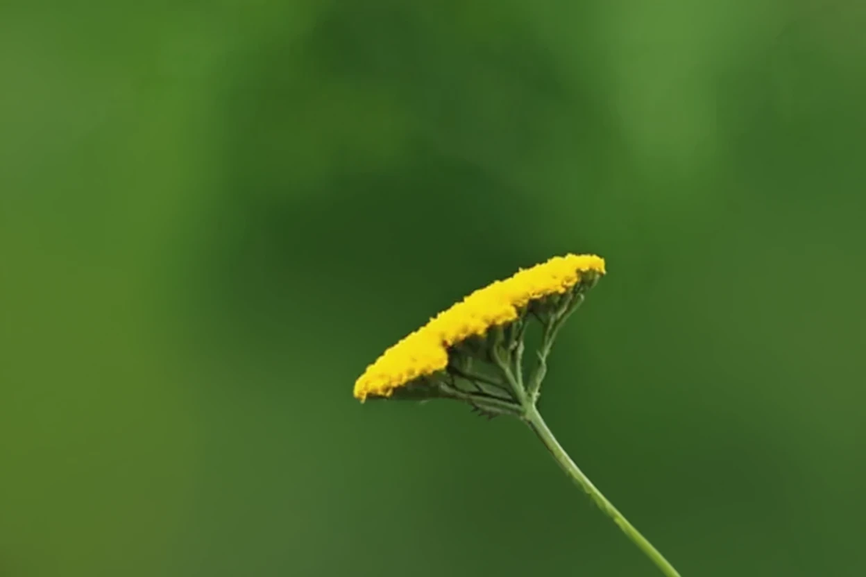 Деревій Коронейшн Голд