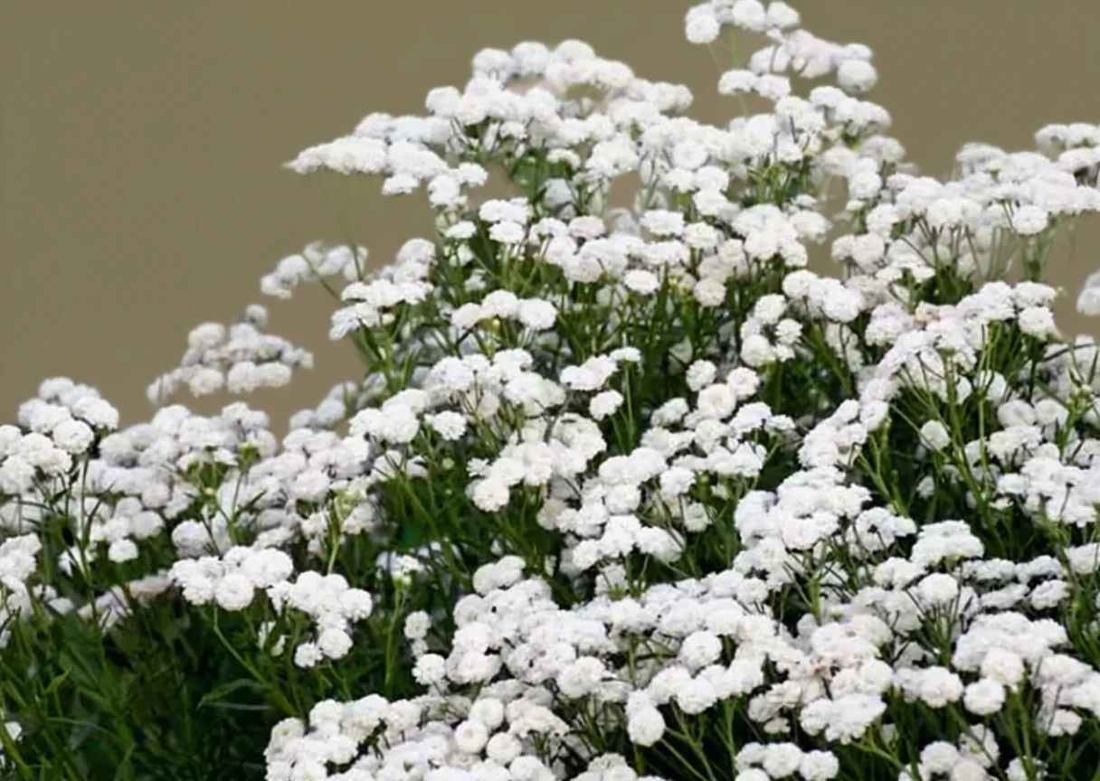 Деревій перлистий Пітер Коттонтейл / Achillea ptarmica Peter Cottontail