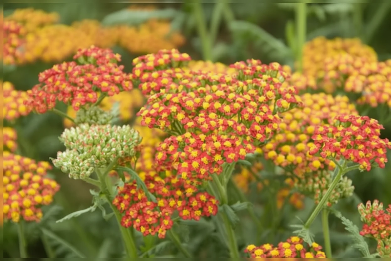 Деревій Вальтер Функe / Achillea Walther Funcke