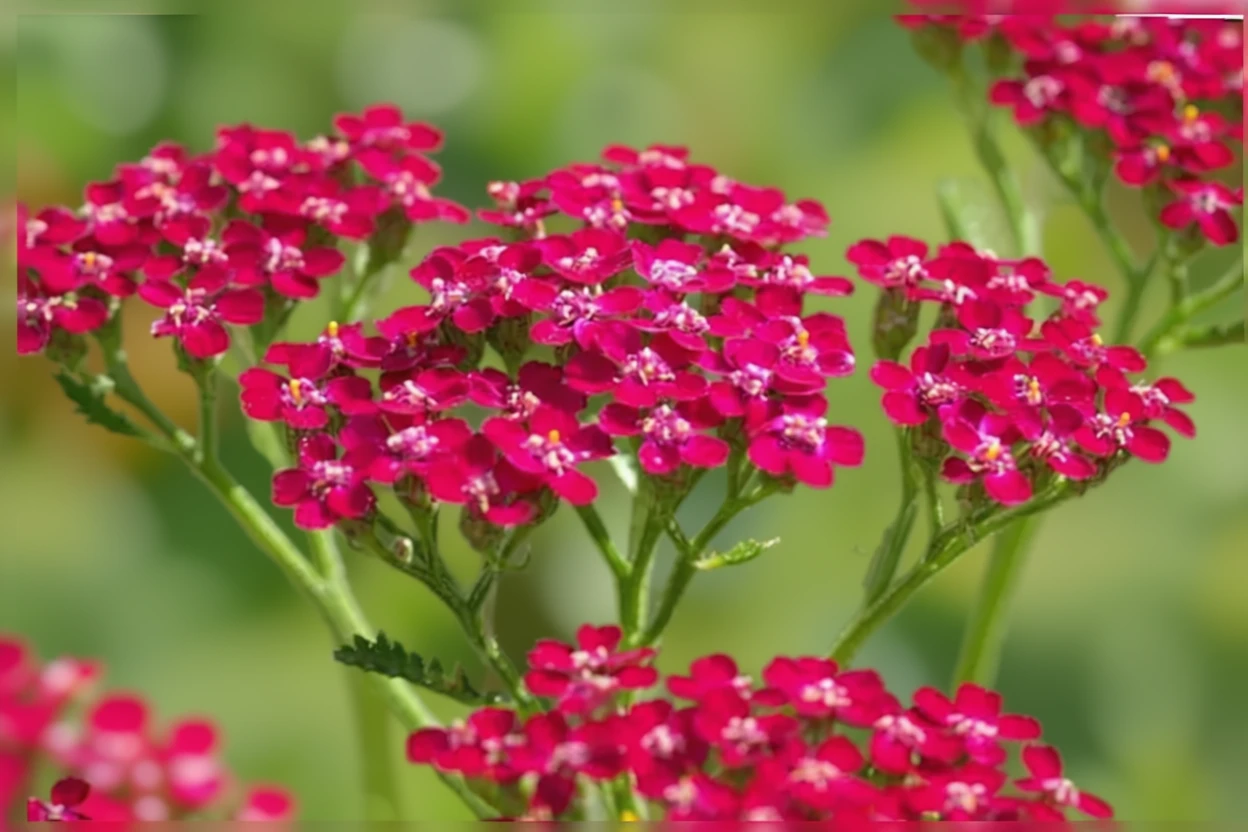 Деревій звичайний Нью Вінтаж Ред / Achillea millefolium New Vintage Red