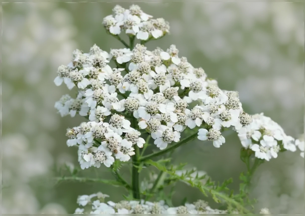 Деревій звичайний Нью Вінтаж Вайт / Achillea millefolium New Vintage White