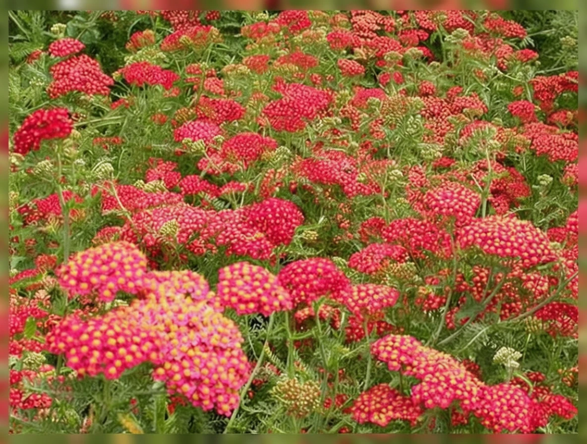 Деревій звичайний Паприка / Achillea millefolium Paprika