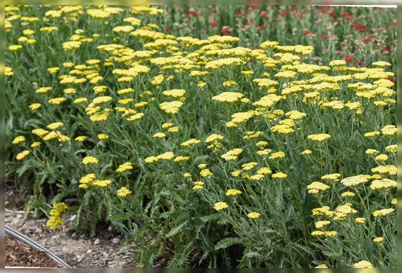 Деревій звичайний Сессі Саммер Лемон