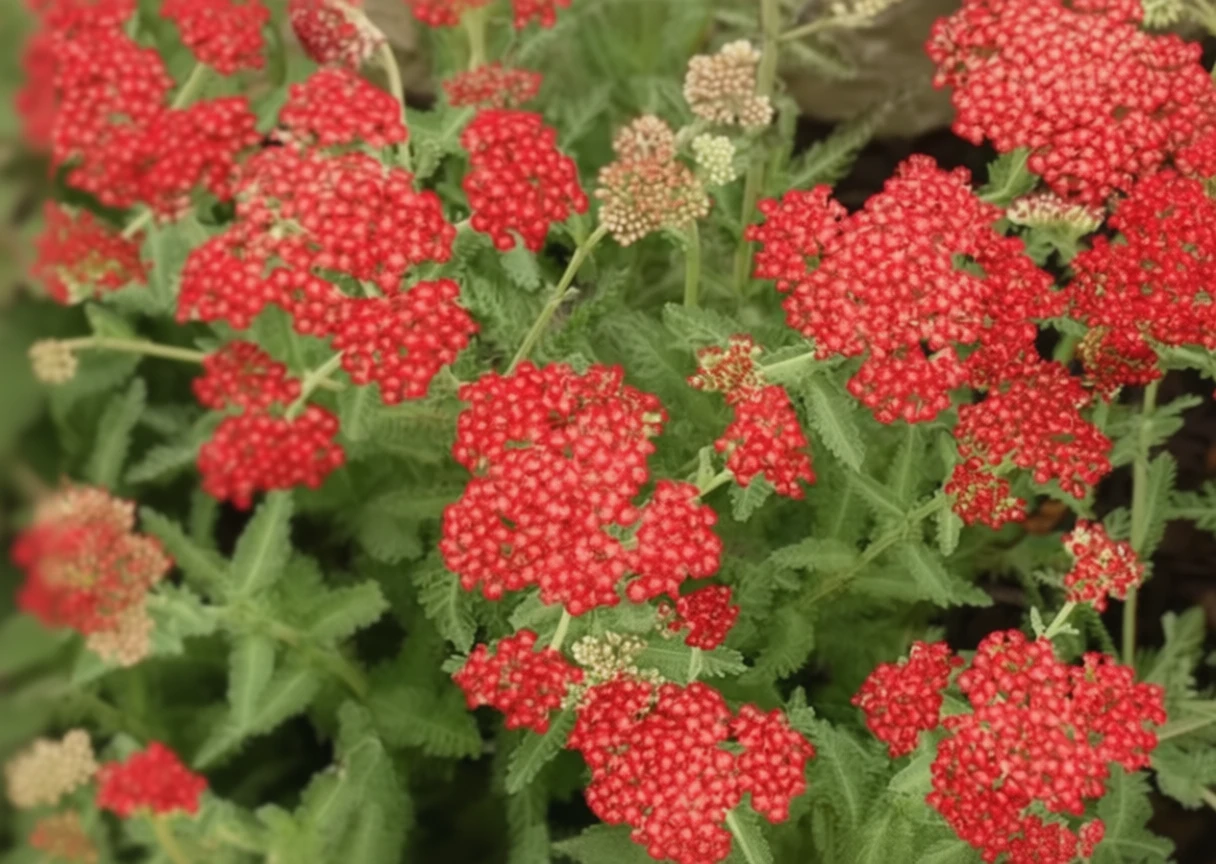 Деревій звичайний Сессі Саммер Сангрія / Achillea millefolium Sassy Summer Sangria