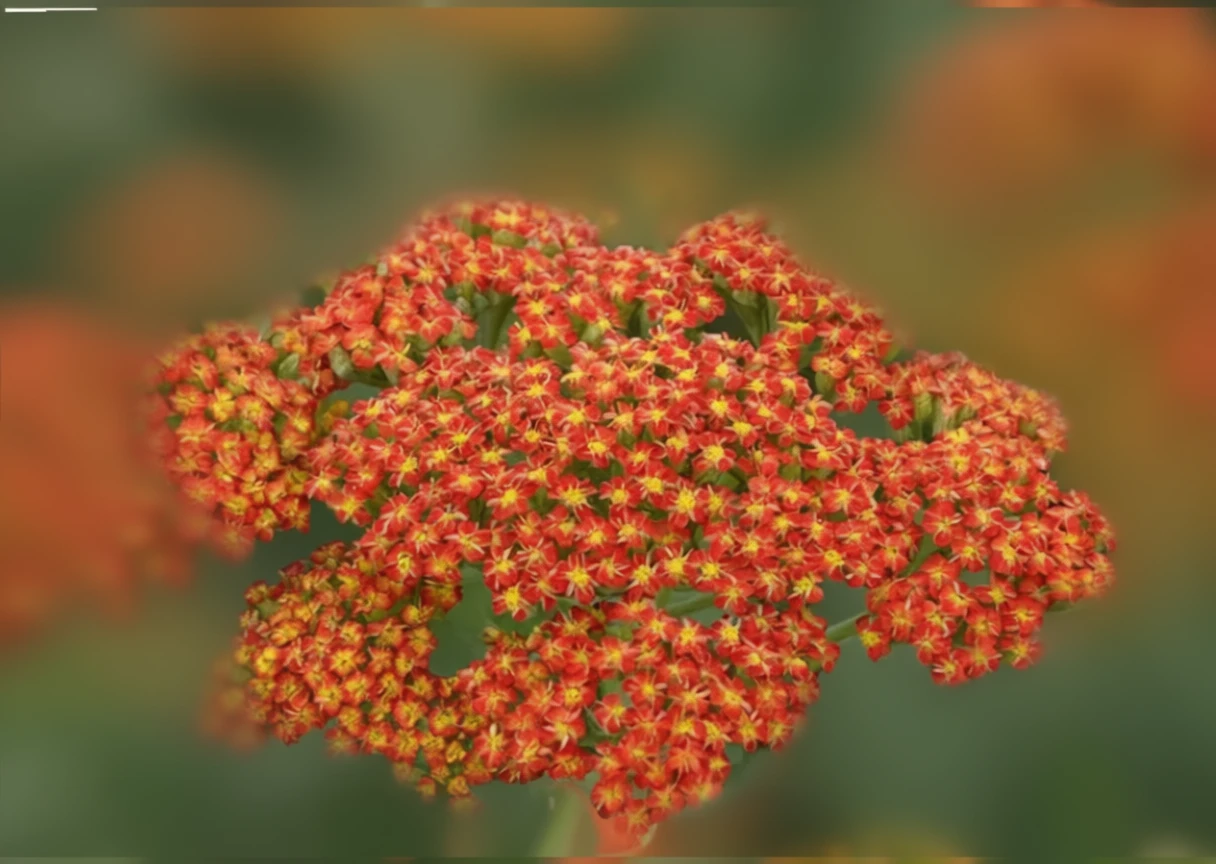Деревій звичайний Сессі Саммер Сансет / Achillea millefolium Sassy Summer Sunset