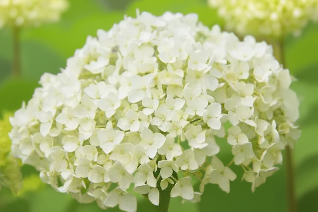 Деревовидна гортензія Аннабель / Hydrangea arborescens Annabelle