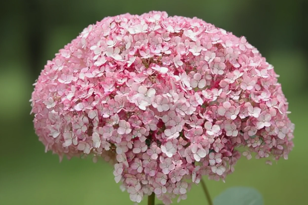 Деревовидна гортензія Інкредібол Блаш / Hydrangea arborescens Incrediball Blush