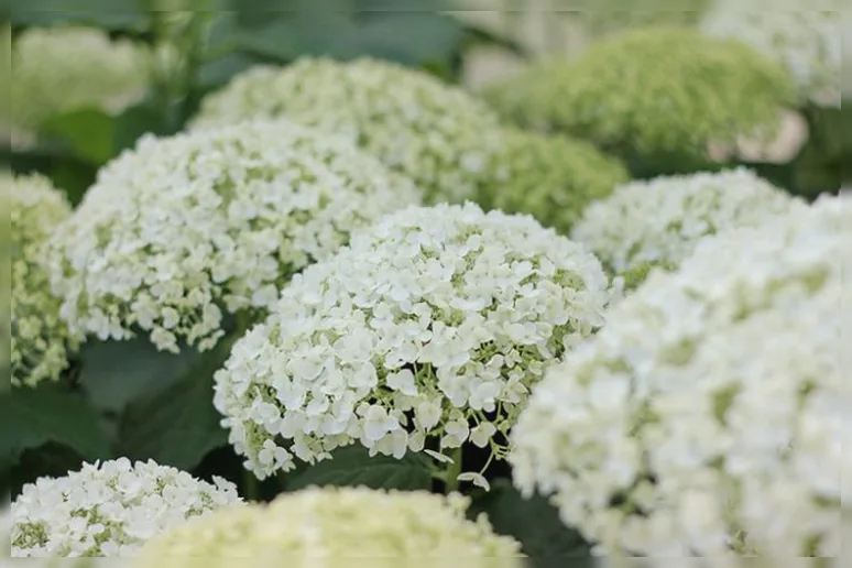 Деревовидна гортензія Інкредіболл