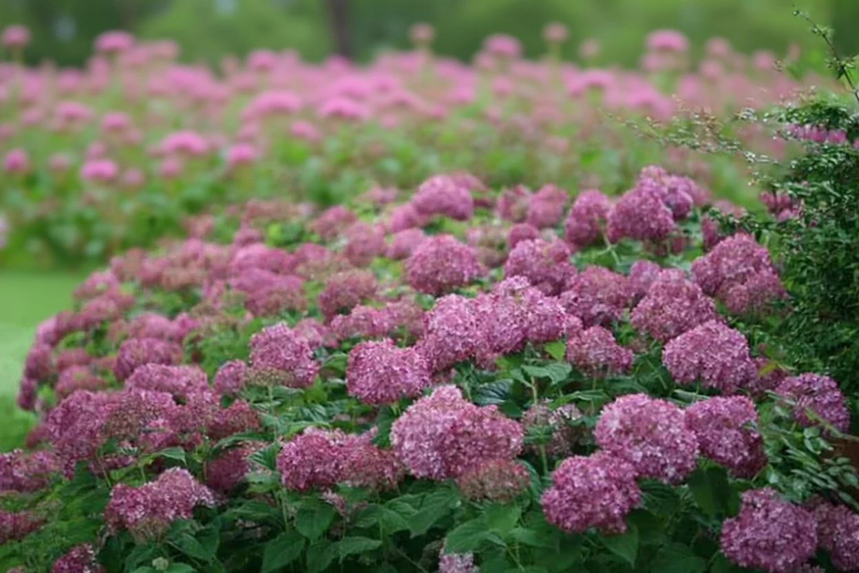 Деревовидна гортензія Інвінсібелл Міні Моветт / Hydrangea arborescens Invincibelle Mini Mauvette