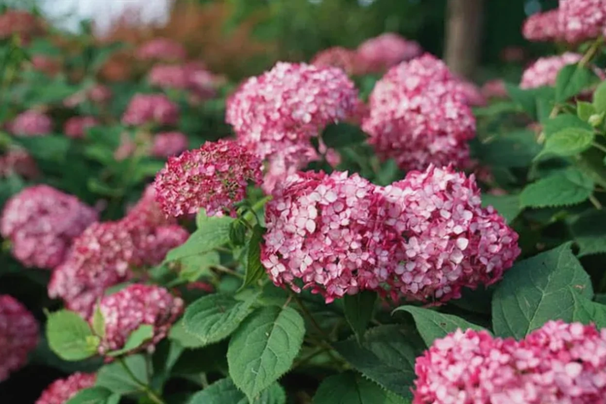 Деревовидна гортензія Інвінсібелл Рубі / Hydrangea arborescens Invincibelle Ruby