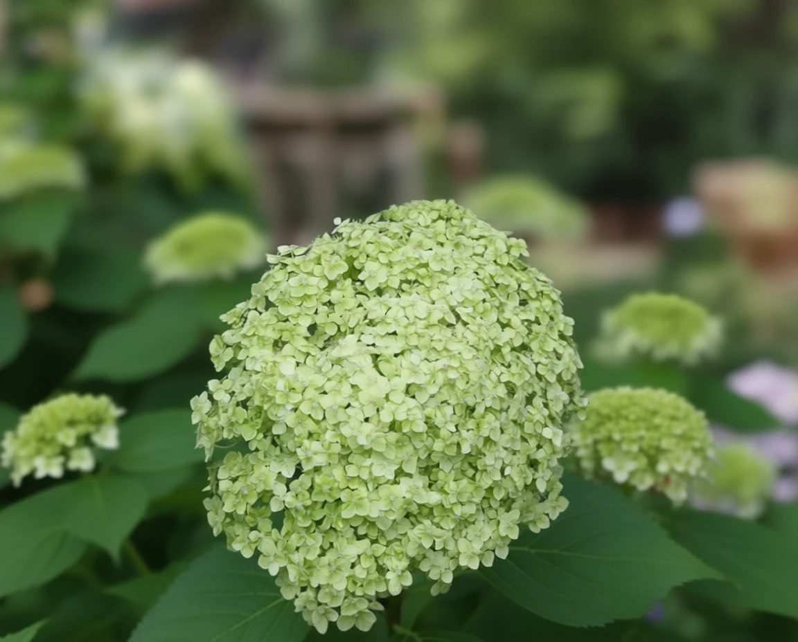 Деревовидна гортензія Лайм Рікі