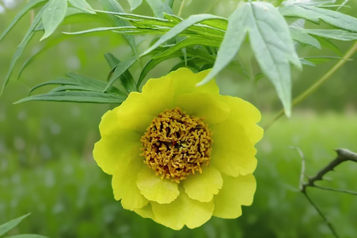 Деревовидна півонія Жовта