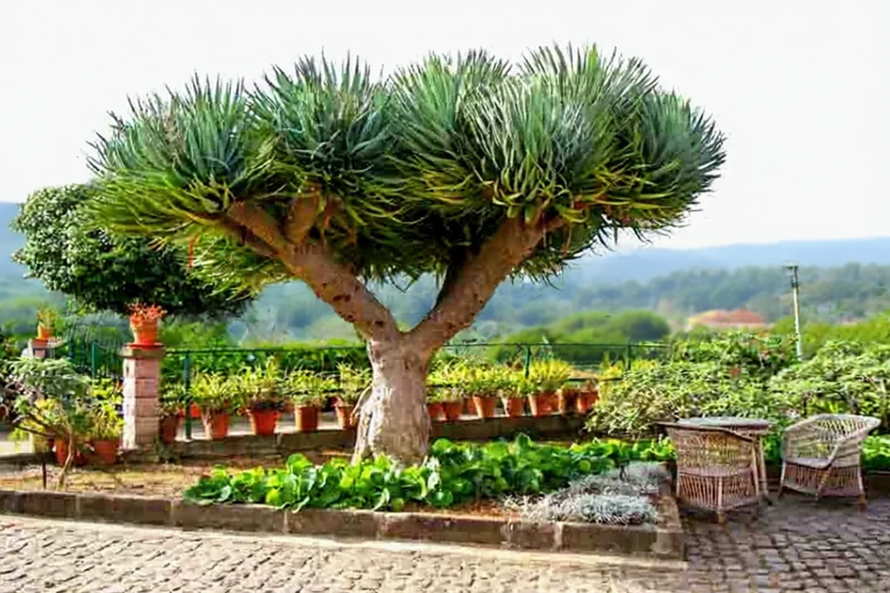 Драценa драко / Dracaena draco