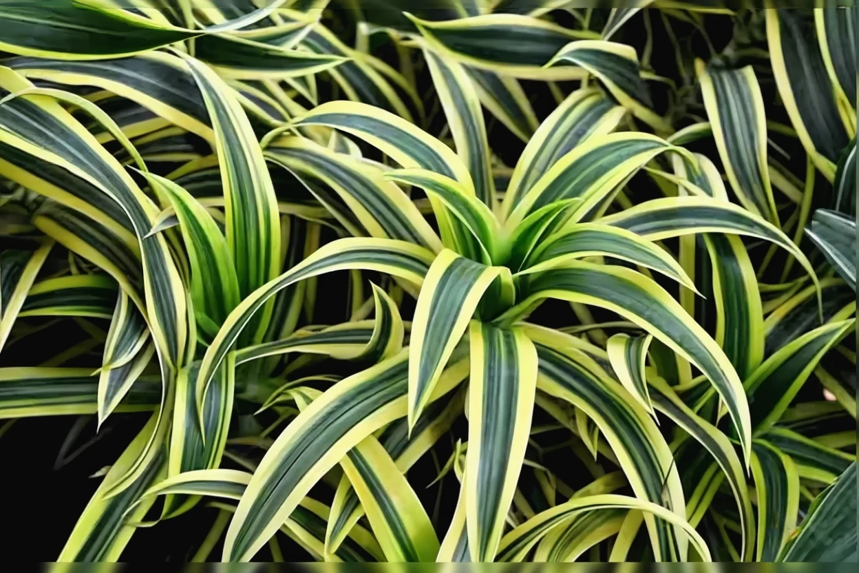 Драцена запашна Лемон Лайм / Dracaena fragrans Lemon Lime