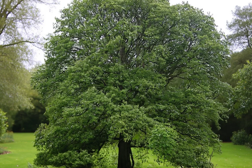 Дуб австрійський / Quercus cerris