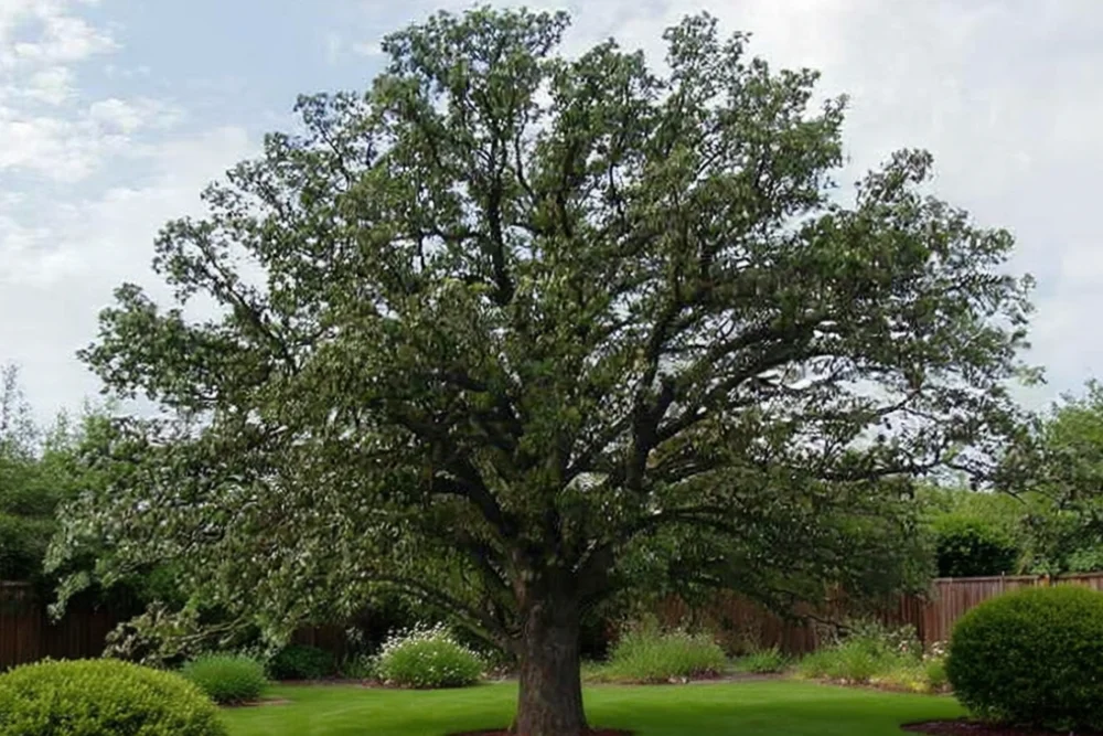Дуб крупноплідний / Quercus macrocarpa