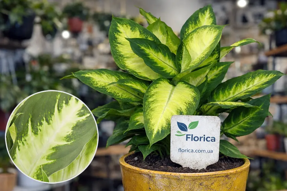 Дифенбахія Каміла / Dieffenbachia Camilla