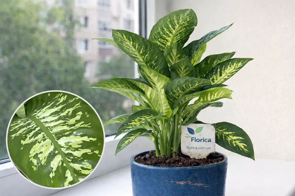 Дифенбахія Тропік Сноу / Dieffenbachia Tropic Snow