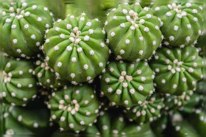 Ехінопсис субденудата