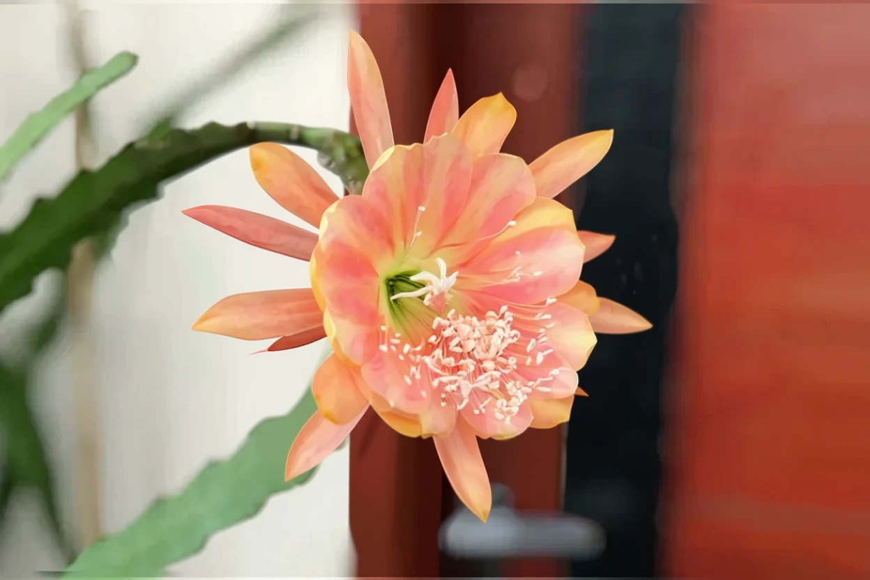 Епіфіллум Кінг Мідас / Epiphyllum King Midas