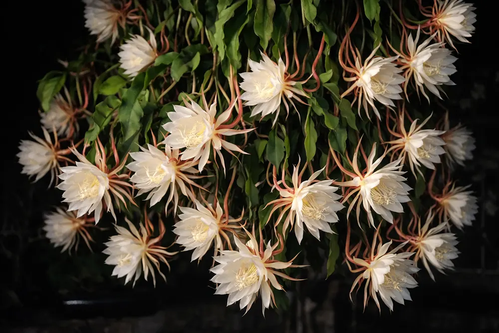 Епіфіллум оксипеталум