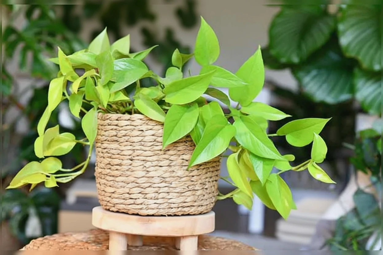 Епіпремнум золотистий Неон / Epipremnum aureum Neon