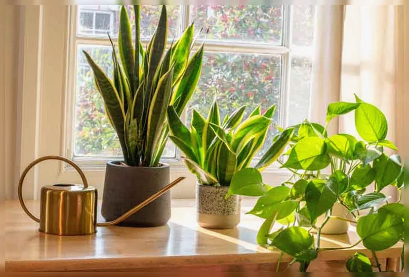 Епіпремнум золотистий