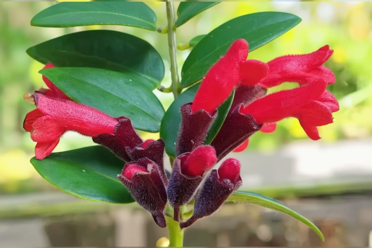 Есхінантус епіфітний / Aeschynanthus radicans