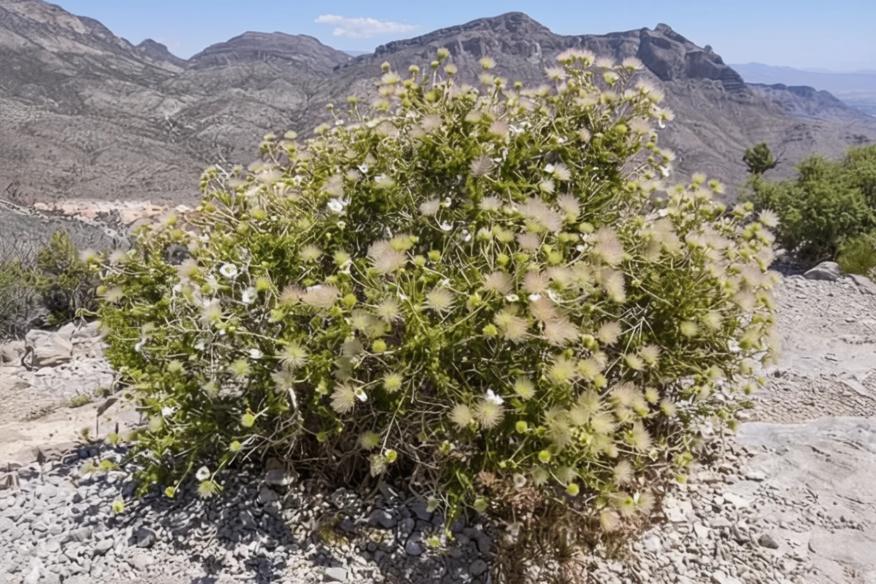 Фалюгія дивовижна