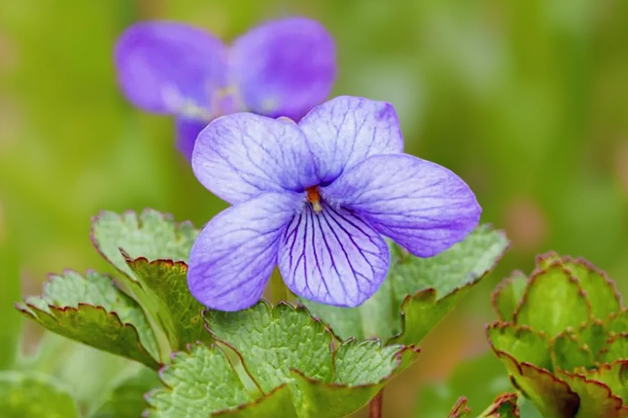 Фіалка Лангсдорфа / Viola langsdorffii
